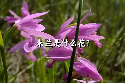 朱兰是什么花？