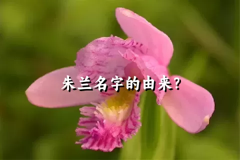 朱兰名字的由来？