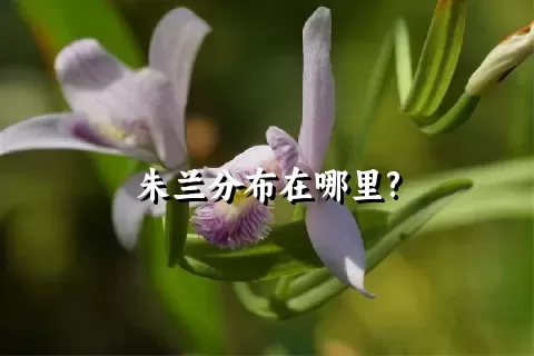 朱兰分布在哪里?