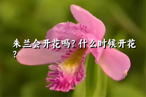 朱兰会开花吗？什么时候开花？