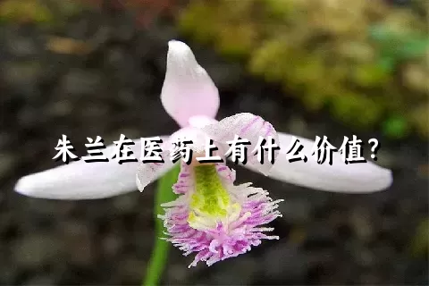 朱兰在医药上有什么价值？