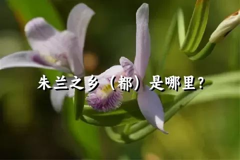 朱兰之乡（都）是哪里？