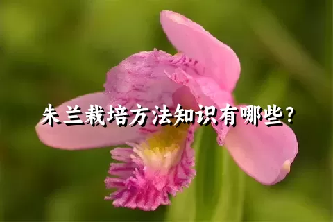 朱兰栽培方法知识有哪些？