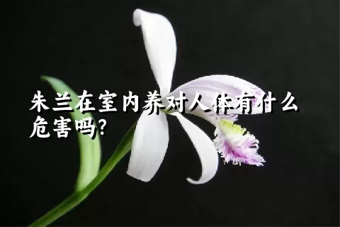 朱兰在室内养对人体有什么危害吗？