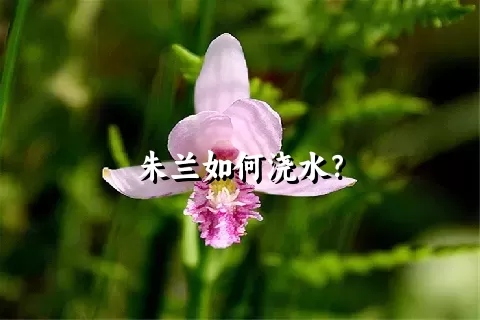 朱兰如何浇水？