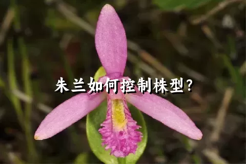 朱兰如何控制株型？