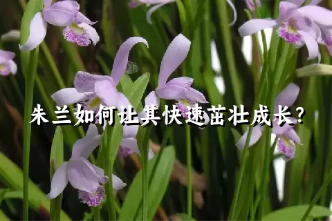 朱兰如何让其快速茁壮成长？