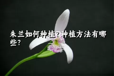 朱兰如何种植？种植方法有哪些？