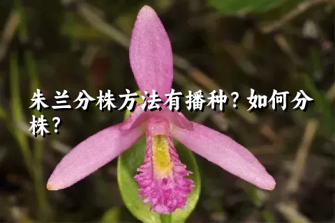 朱兰分株方法有播种？如何分株？