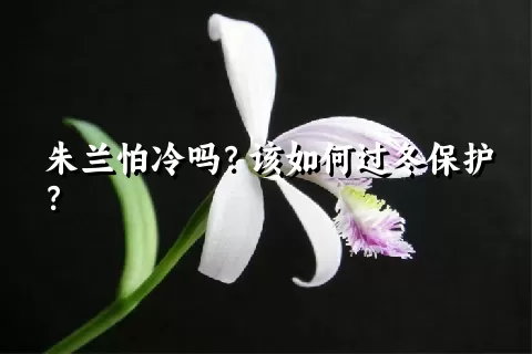 朱兰怕冷吗？该如何过冬保护？