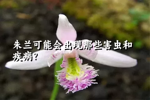 朱兰可能会出现那些害虫和疾病？