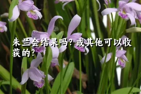 朱兰会结果吗？或其他可以收获的？