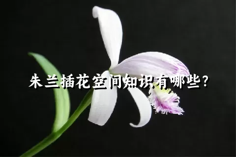 朱兰插花空间知识有哪些？