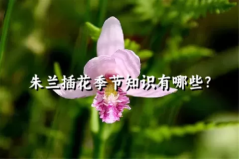 朱兰插花季节知识有哪些？