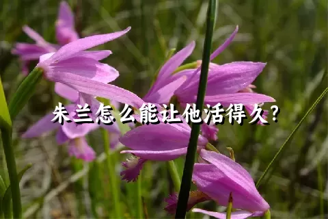 朱兰怎么能让他活得久？