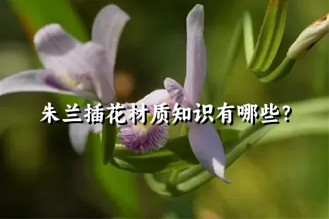 朱兰插花材质知识有哪些？