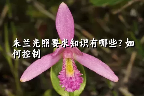 朱兰光照要求知识有哪些？如何控制