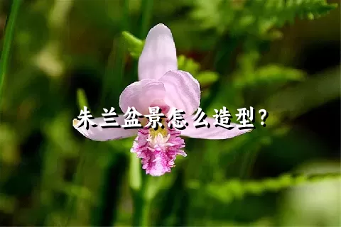 朱兰盆景怎么造型？