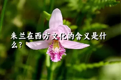 朱兰在西方文化的含义是什么？