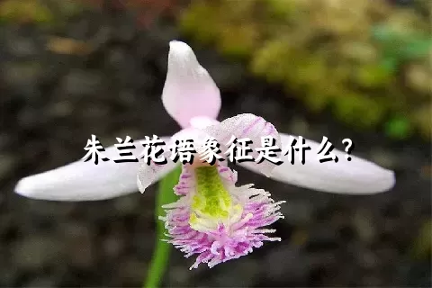 朱兰花语象征是什么？