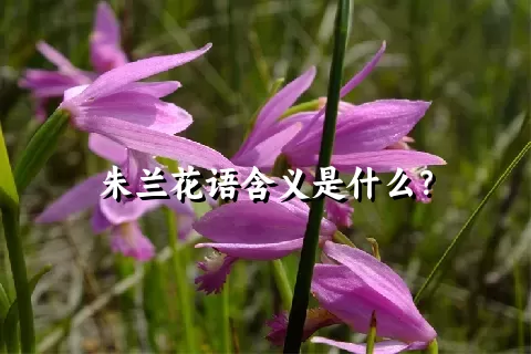 朱兰花语含义是什么？