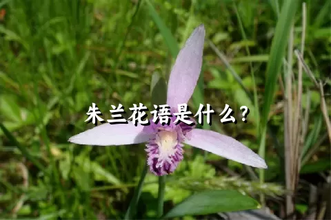 朱兰花语是什么？