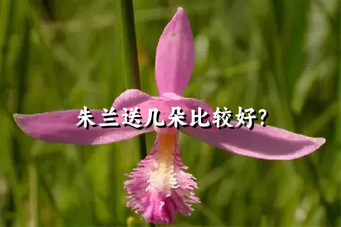 朱兰送几朵比较好？