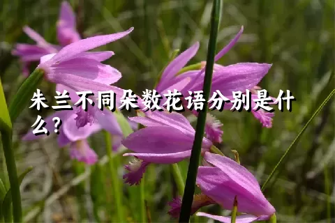 朱兰不同朵数花语分别是什么？