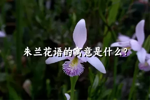 朱兰花语的寓意是什么？