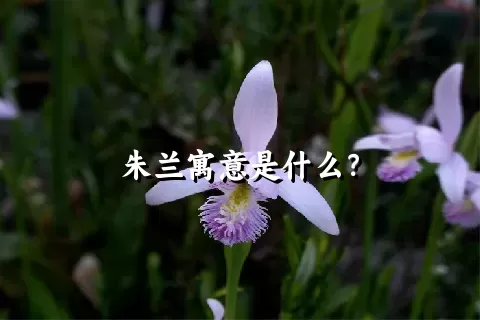 朱兰寓意是什么？