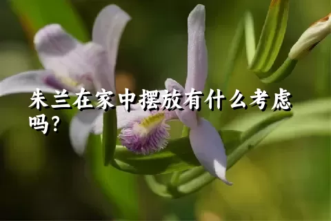 朱兰在家中摆放有什么考虑吗？