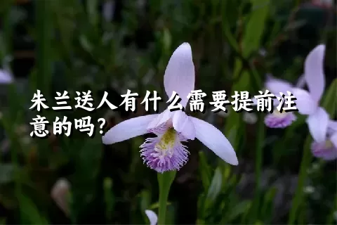 朱兰送人有什么需要提前注意的吗？