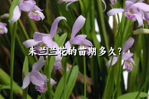 朱兰兰花的苗期多久？