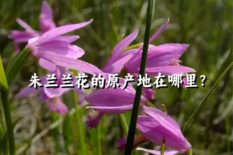 朱兰兰花的原产地在哪里？