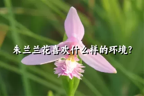 朱兰兰花喜欢什么样的环境？