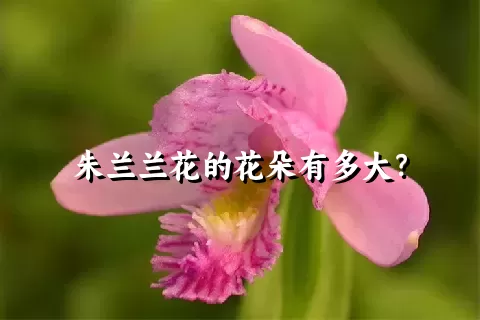 朱兰兰花的花朵有多大？