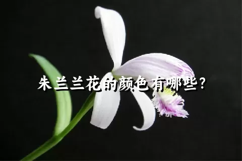 朱兰兰花的颜色有哪些？