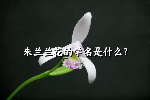 朱兰兰花的学名是什么？