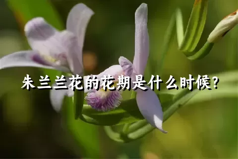 朱兰兰花的花期是什么时候？