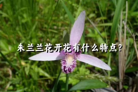 朱兰兰花开花有什么特点？