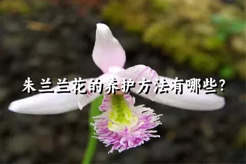 朱兰兰花的养护方法有哪些？