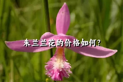 朱兰兰花的价格如何？