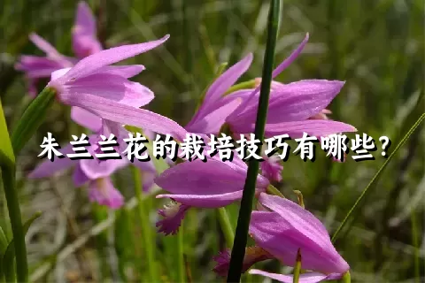 朱兰兰花的栽培技巧有哪些？