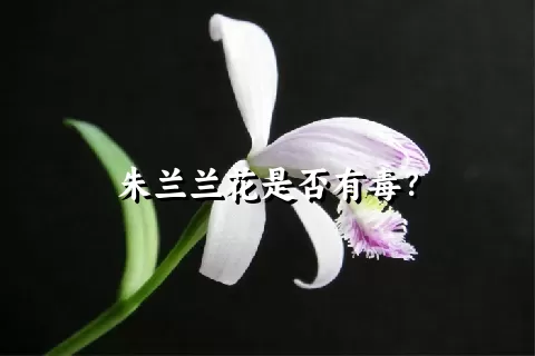 朱兰兰花是否有毒？