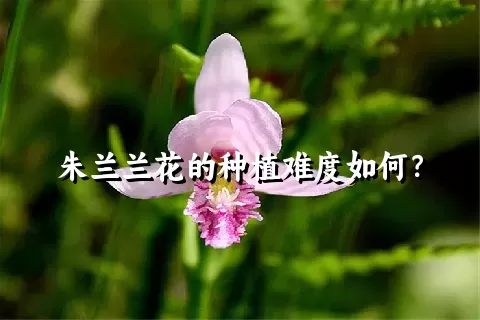 朱兰兰花的种植难度如何？