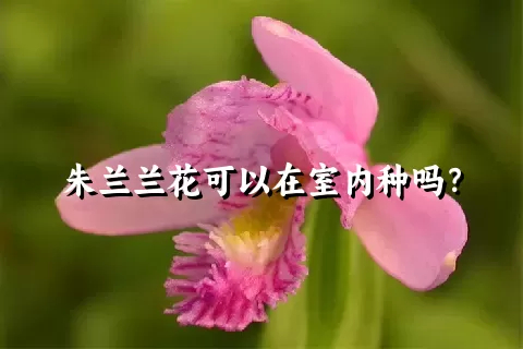 朱兰兰花可以在室内种吗？