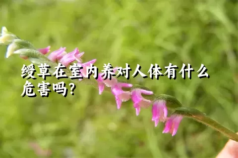 绶草在室内养对人体有什么危害吗？