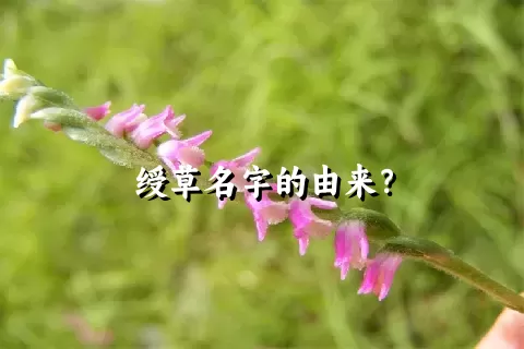 绶草名字的由来？