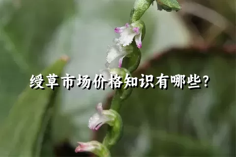 绶草市场价格知识有哪些？