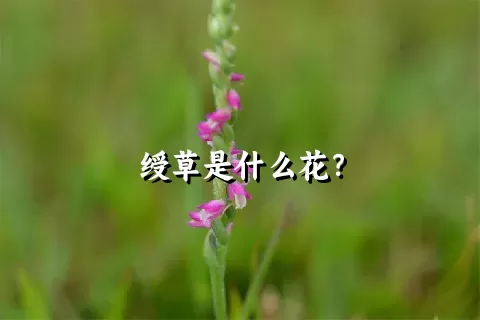 绶草是什么花？